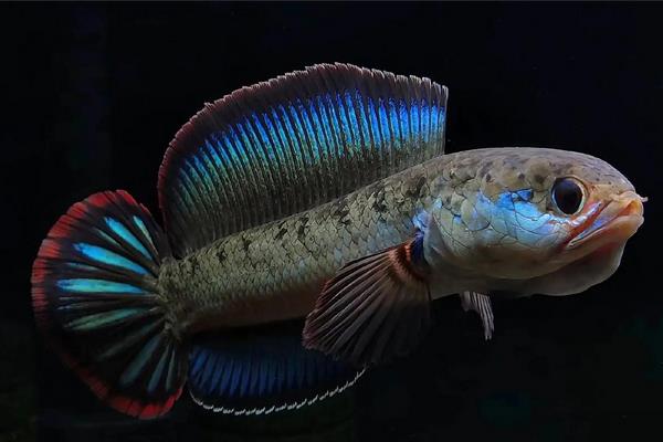 带鳢是什么鱼？