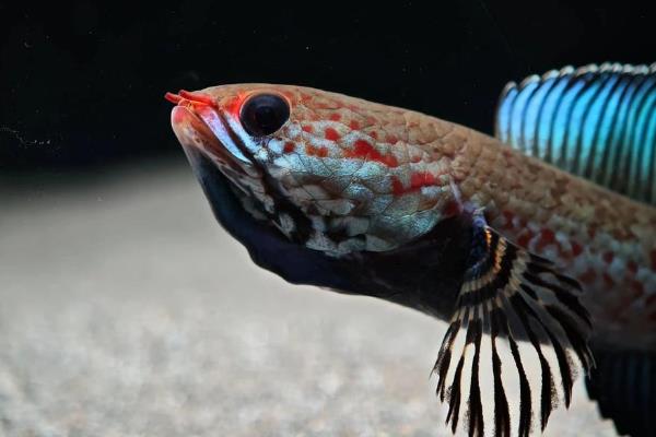 带鳢是什么鱼？