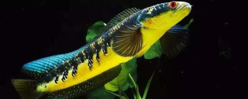 帕瑙鳢是什么鱼?