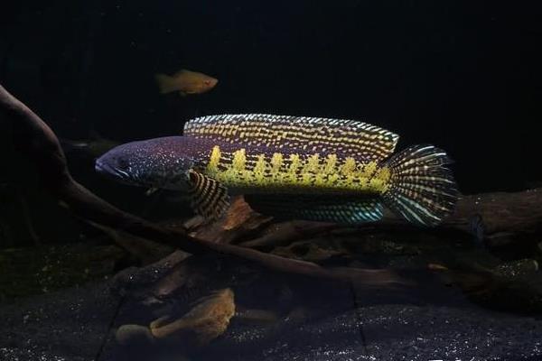 帕瑙鳢是什么鱼?