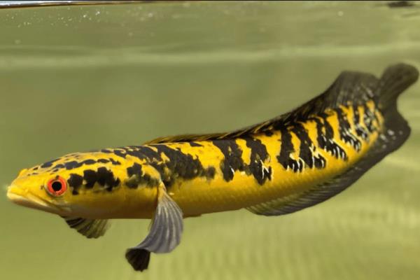 帕瑙鳢是什么鱼?