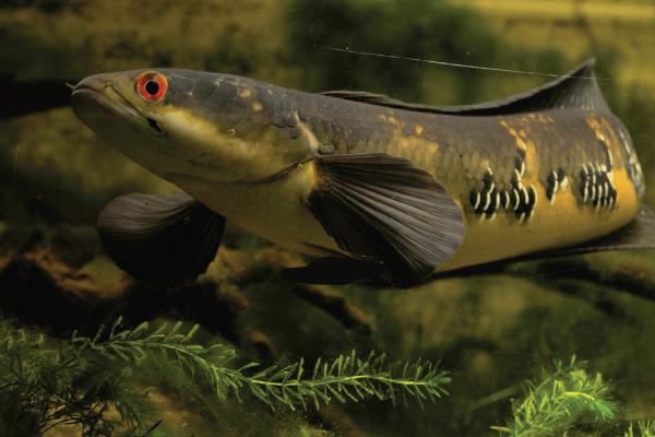 帕瑙鳢是什么鱼?