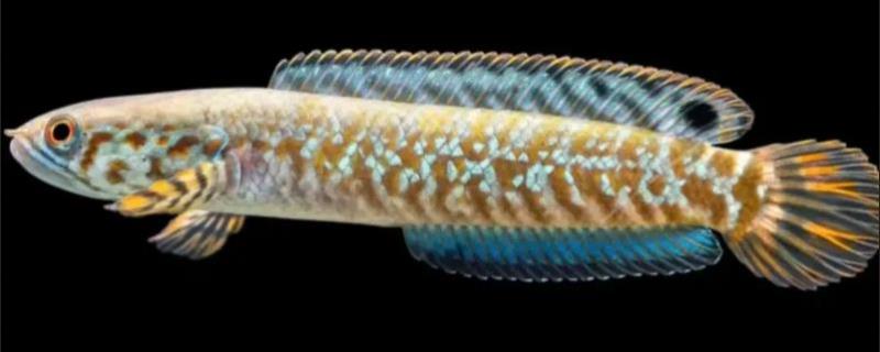 布氏鳢是什么鱼？