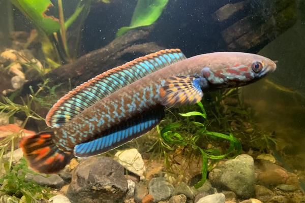 布氏鳢是什么鱼？