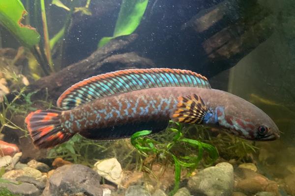 布氏鳢是什么鱼？