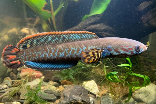 布氏鳢是什么鱼？