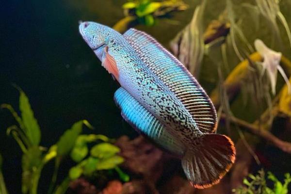 巴卡鳢是什么鱼？