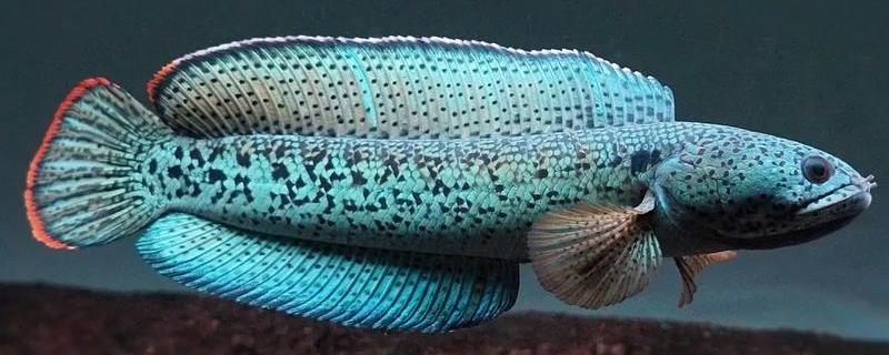 巴卡鳢是什么鱼？