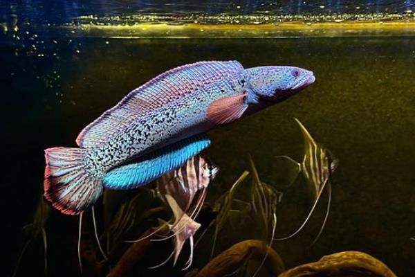 巴卡鳢是什么鱼？