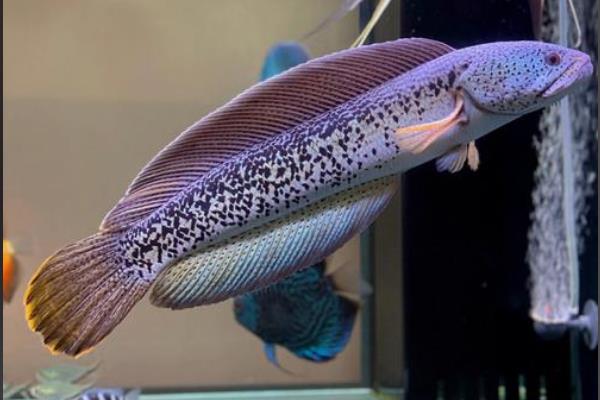 巴卡鳢是什么鱼？