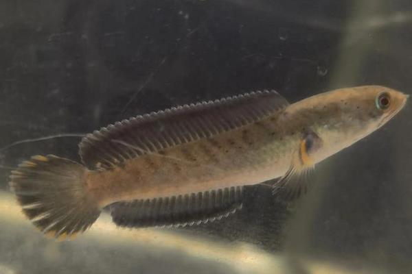 巴兰鳢是什么鱼？