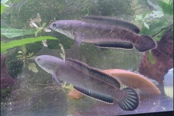 宽额鳢是什么鱼?