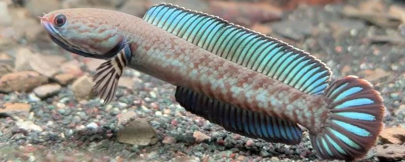 安德鲁鳢是什么鱼？