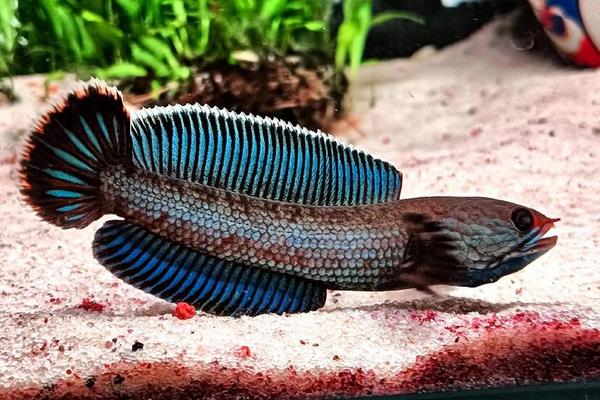 安德鲁鳢是什么鱼？