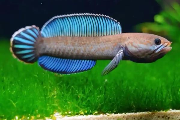 安德鲁鳢是什么鱼？