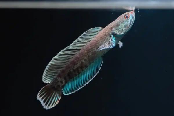 安德鲁鳢是什么鱼？