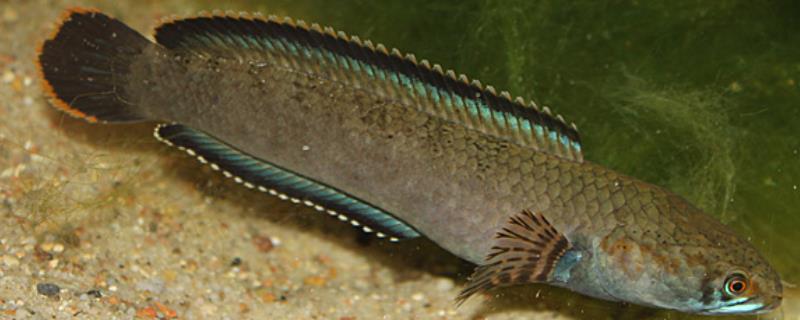 宽额鳢是什么鱼？