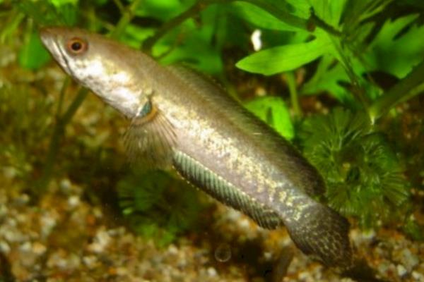 宽额鳢是什么鱼?