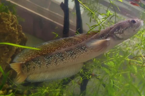 宽额鳢是什么鱼?