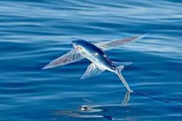 点鳍须唇飞鱼是什么鱼?