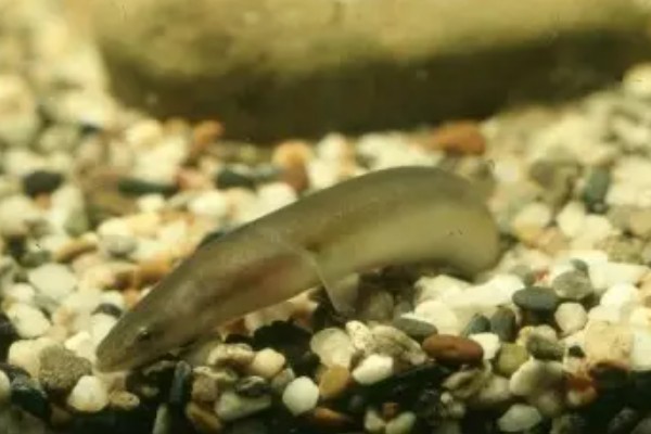 灰糯鳗是什么鱼？