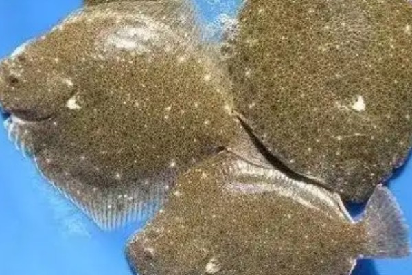 新西兰短鲽是什么鱼？