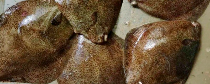 新西兰短鲽是什么鱼?