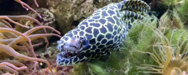 斑点裸胸鳝是什么鱼?