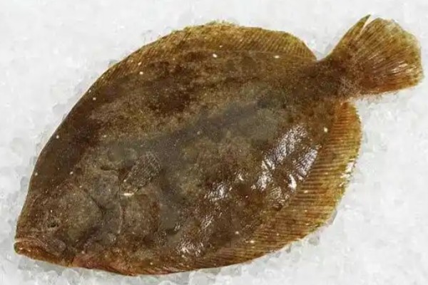 短鲽是什么鱼?