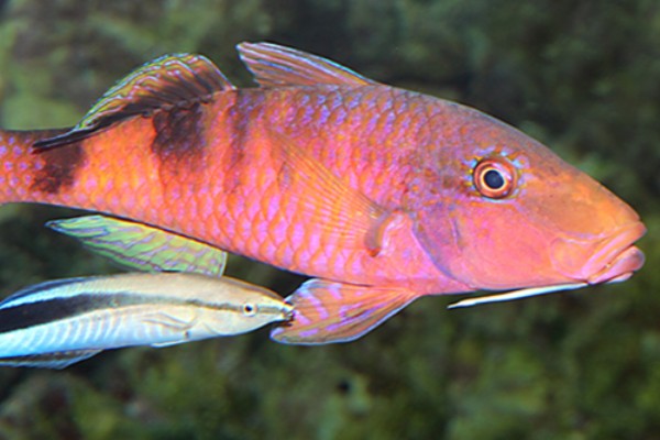 多带海鲱鲤是什么鱼？