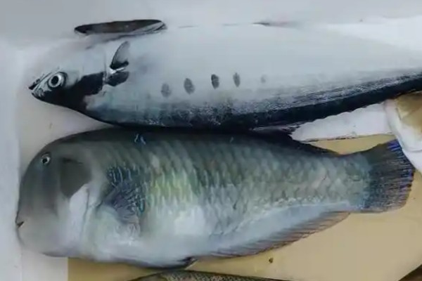 五指连鳍唇鱼是什么鱼?