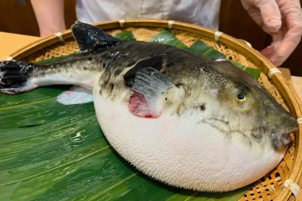 黑马鞍鲀是什么鱼？