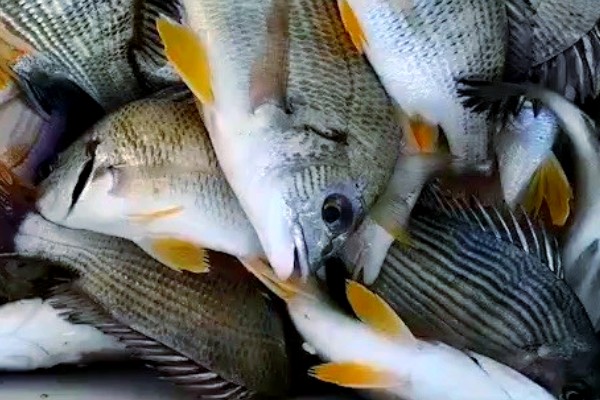 赤腹乌尾鮗是什么鱼?