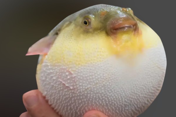 线斑黄鳞鲀是什么鱼?