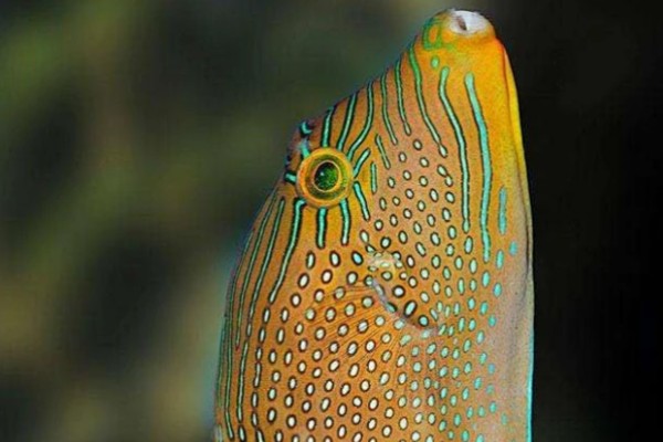 金鳍鼓气鳞鲀是什么鱼？