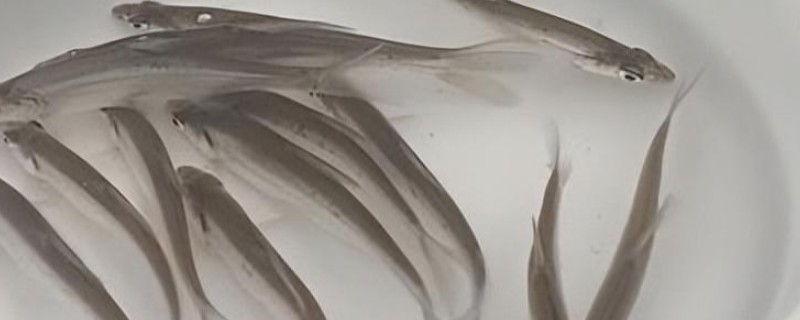 鸭嘴红梢是什么鱼？