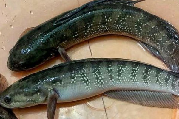 黑月鳢是什么鱼？