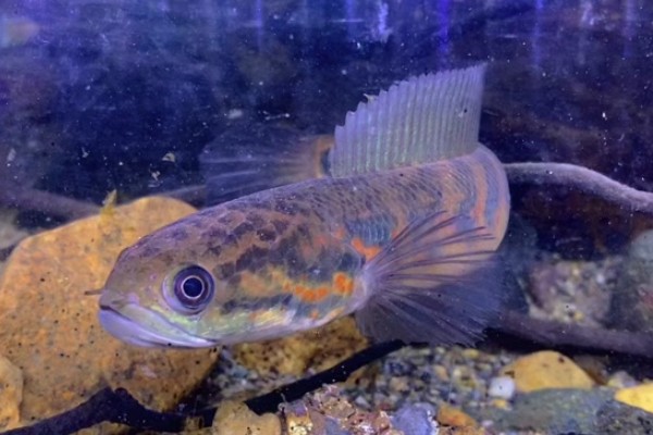 黑月鳢是什么鱼？