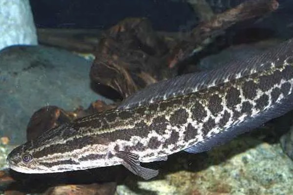 黑月鳢是什么鱼？