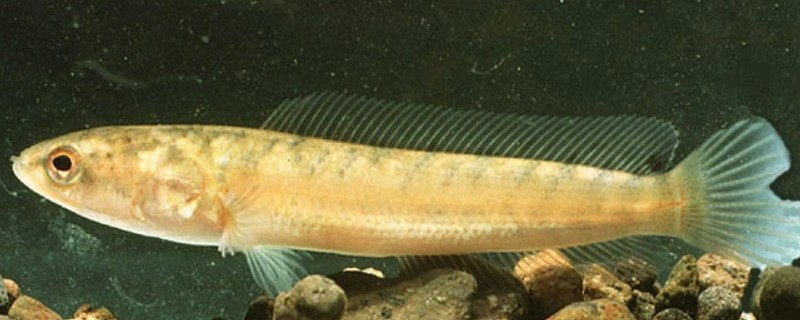 双线鳢是什么鱼？