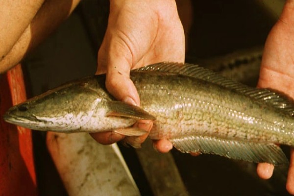 双线鳢是什么鱼？