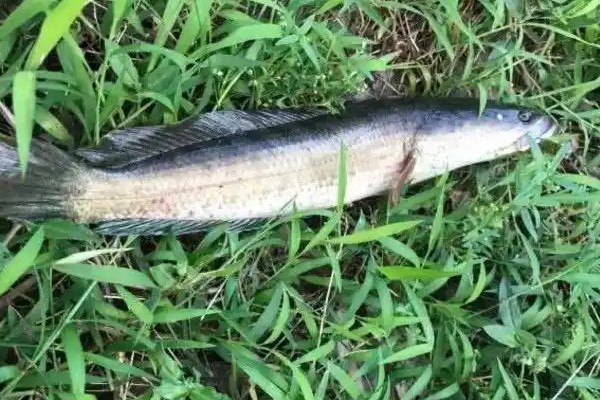 双线鳢是什么鱼？