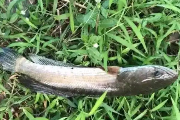 双线鳢是什么鱼？