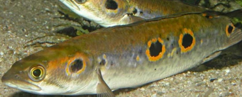 侧眼鳢是什么鱼？