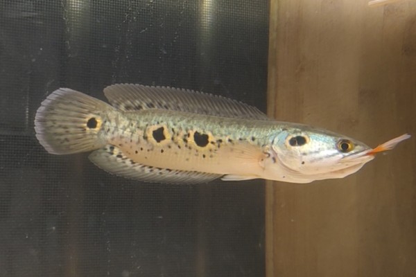 侧眼鳢是什么鱼？