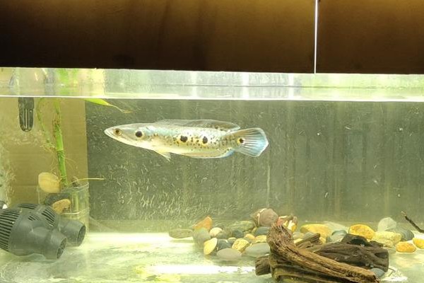 侧眼鳢是什么鱼？