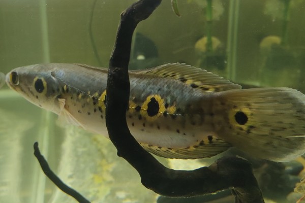 侧眼鳢是什么鱼？