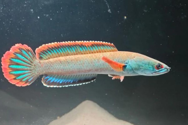 东方鳢是什么鱼？