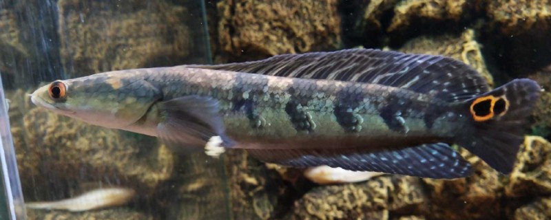 似眼鳢是什么鱼？