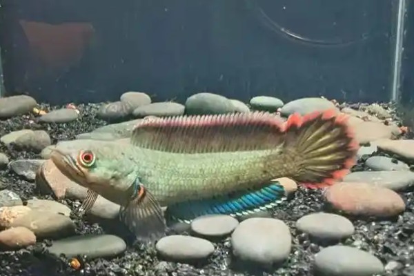 东方鳢是什么鱼？